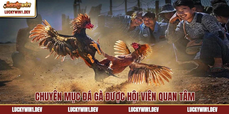 Chuyên mục đá gà được hội viên quan tâm